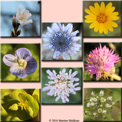 Fleurs des Alpilles-Herbes de Provence- L'Herbier des Alpilles